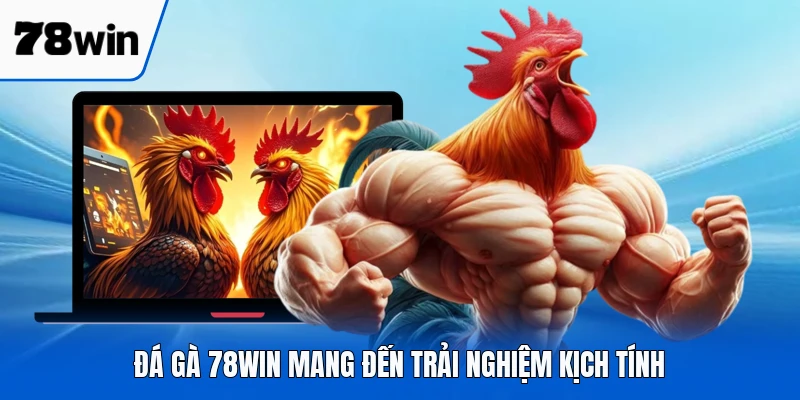Đá gà 78WIN mang đến trải nghiệm kịch tính